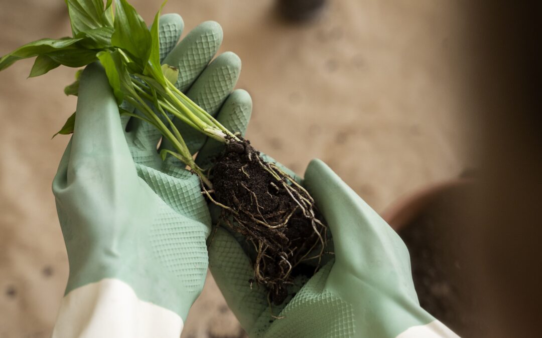 Passo a passo: Como realizar um transplante de mudas para outro vaso