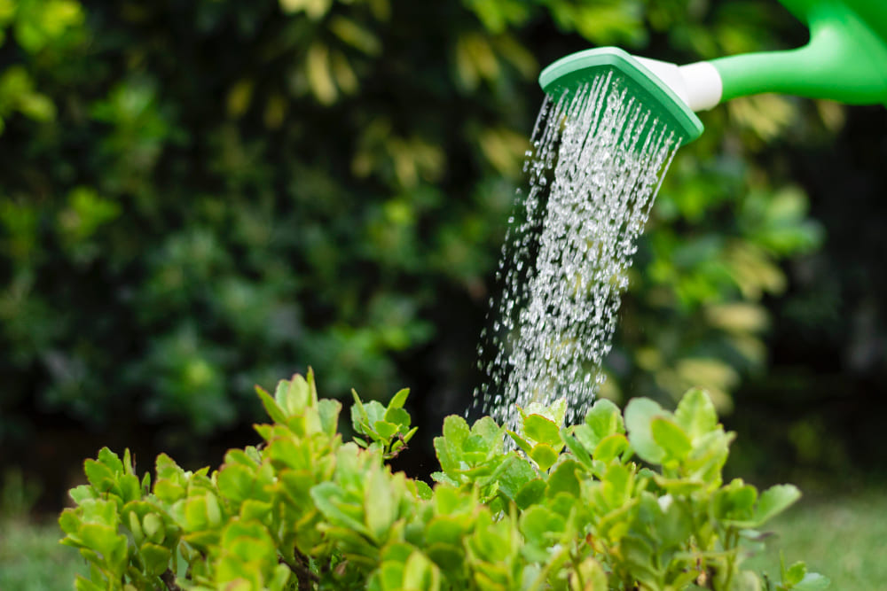 Os melhores horários para regar suas plantas e dicas essenciais para manter seu jardim saudável 