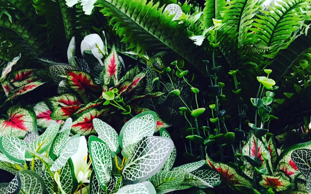 Como dar uma nova vida a plantas