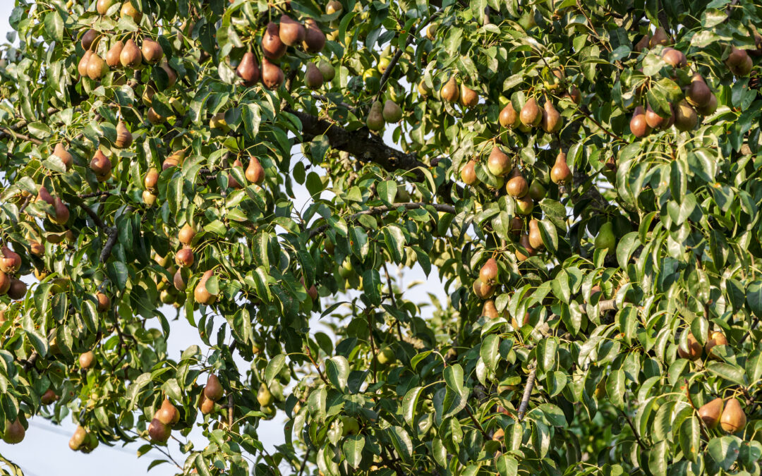 Como podar as árvores frutíferas para que elas continuem dando frutos