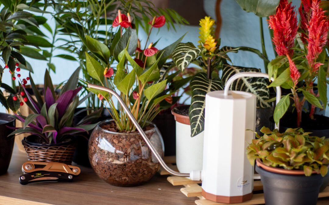 Plantas podem ser itens de decoração modernas e revigorantes