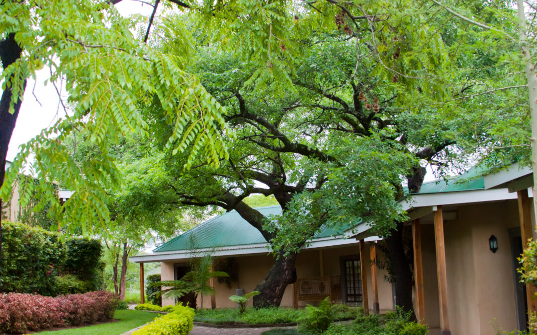 Como criar espaços confortáveis em casas arborizadas