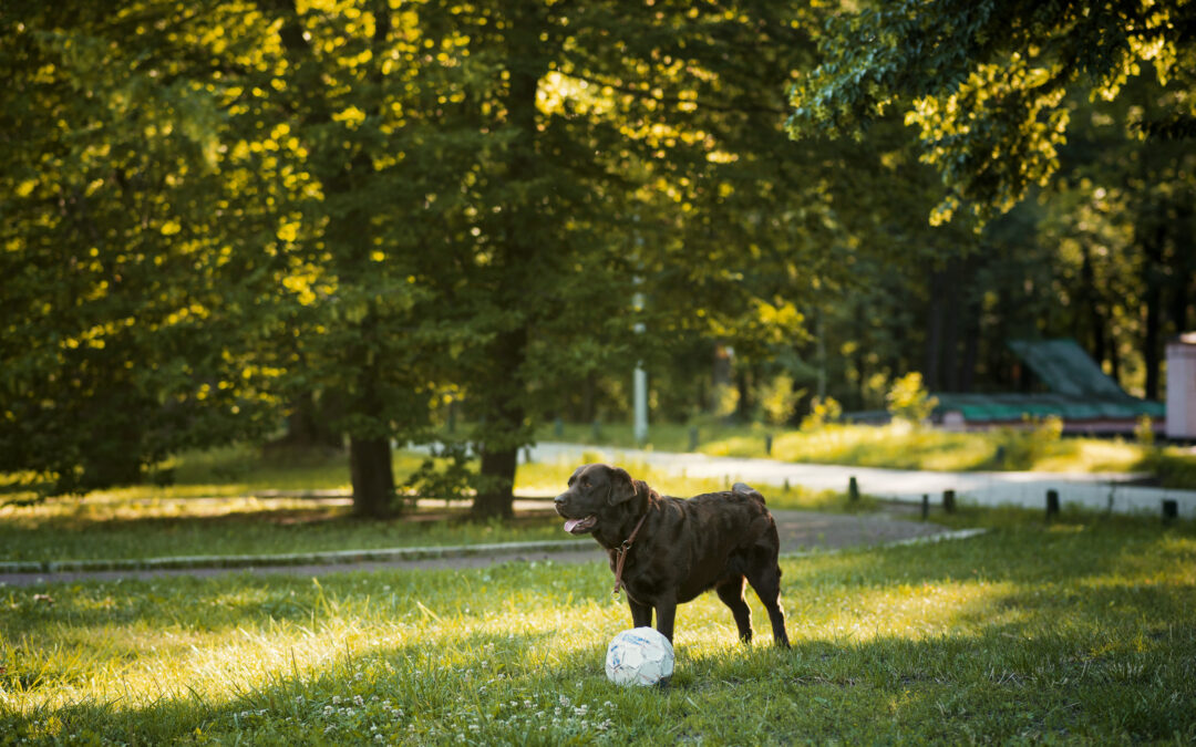 Dicas para transformar sua área pet
