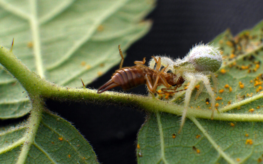 Hábitos simples para evitar propagação de praga na jardinagem