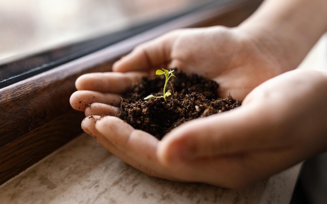 Saiba quando sua planta precisa de transplante e como fazer