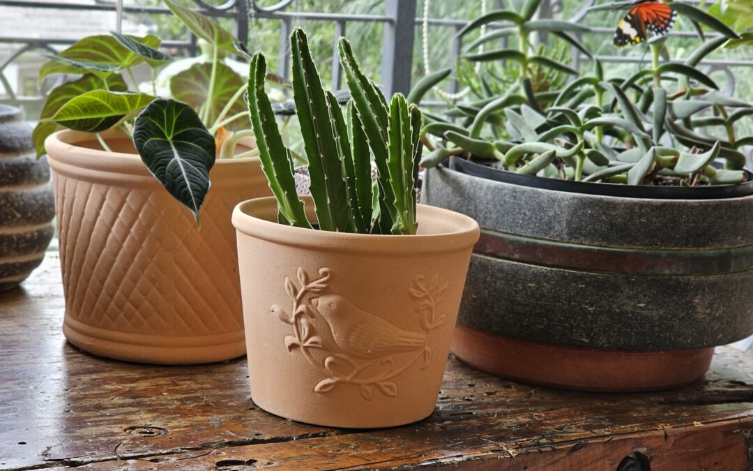 O vaso certo para cada planta compor cada momento da sua vida